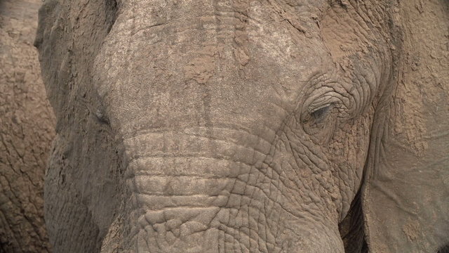Portrait of elephant face heavily encrusted with mud
