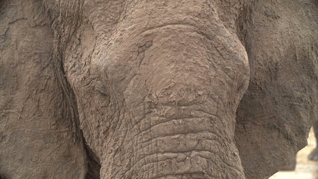 Portrait of elephant face heavily encrusted with mud