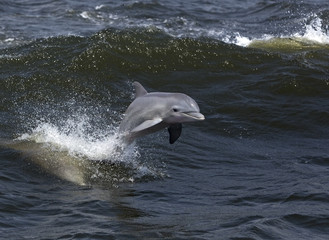 Bottlenose Dolphin (Tursiops truncates)