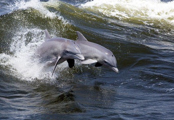 Two Bottlenose Dolphin (Tursiops truncates)