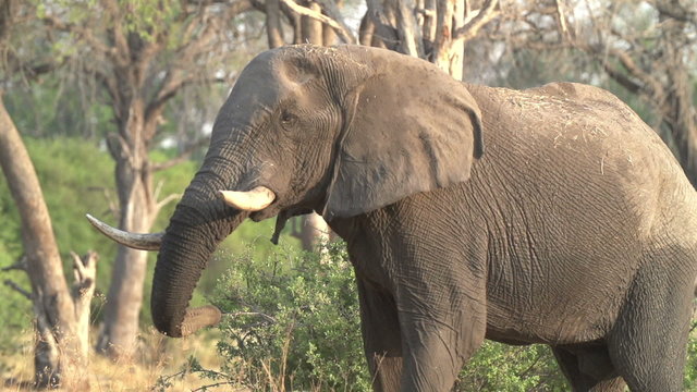Slow motion of elephant shaking head irritably and releasing a cloud of dust