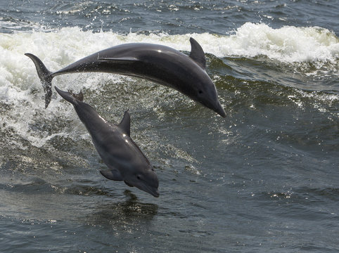 Two Bottlenose Dolphin (Tursiops truncates)