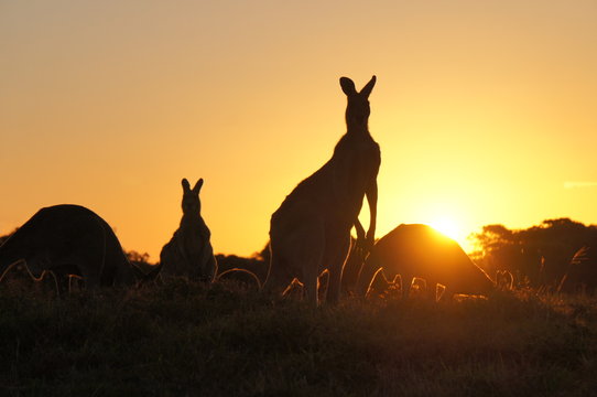 Kangaroo silhouettes at sunset
