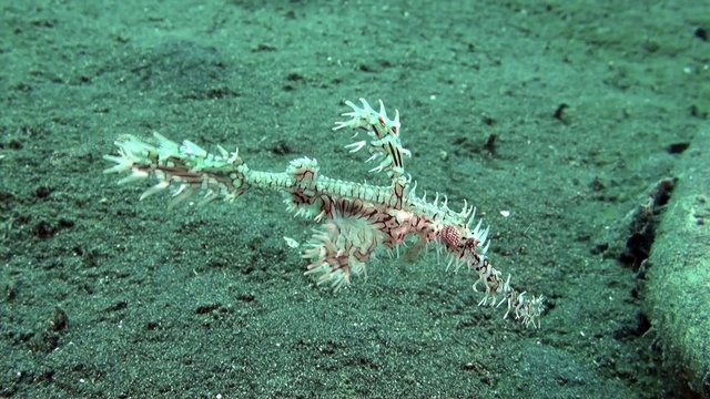 Harlequin ghost pipefish &ndash; macro of ghostpipe