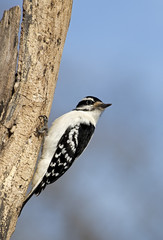 Male Downy Woodpecker (Picoides pubescens)