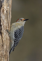 Female Red bellied Woodpecker (Melanerpes carolinus)