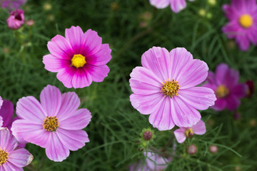 Fototapeta premium Cosmos flowers blooming