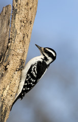 Female Hair Woodpecker (Picoides villosus)