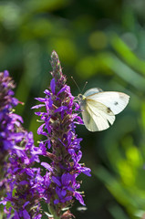White butterfly sitting on a flower