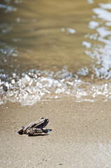 Little brown frog on the sand