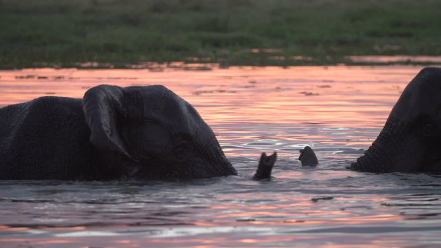 Young elephant bulls in silhouette playing in water at sunset