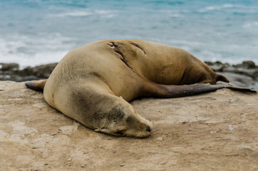 Single Sleeping Sea Lion on Rocks