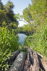 Hidden lake and dry trunk