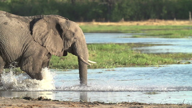 Slow motion of elephant walking into water of the Okavango Delta
