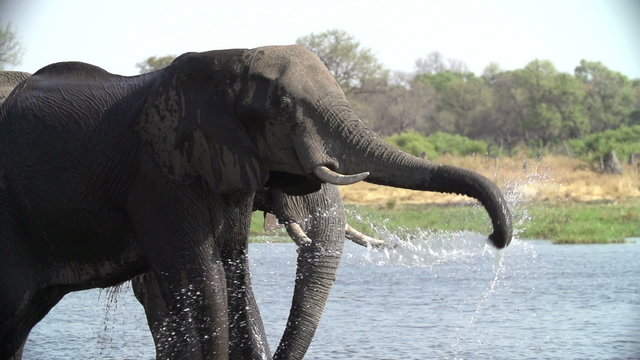 Slow motion of elephant bull standing in water and spraying water over himself