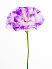 purple flower on white background