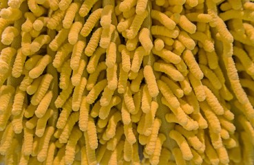 New Yellow fiber mat texture, background - Close up