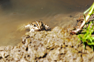 Little frog in the water