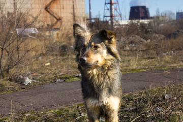 Fototapeta na wymiar Homeless dog on the street 