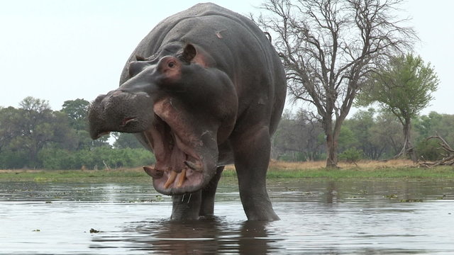 Bull hippo with mouth open in aggressive stance