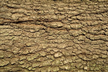 Oak bark background