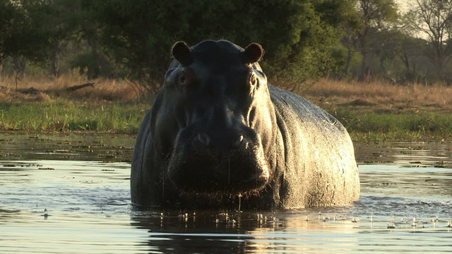 Bull hippo emerging from water and advancing threateningly towards camera