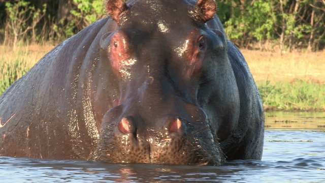 Bull hippo emerging from water and advancing threateningly towards camera