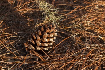 Brown pine tree cone on pine needle background