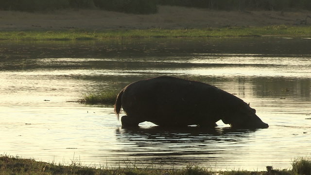 Partially submerged hippo walking through water