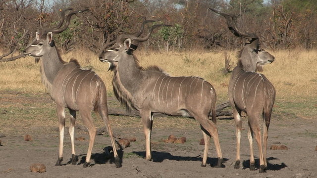 Three magnificent kudu bulls