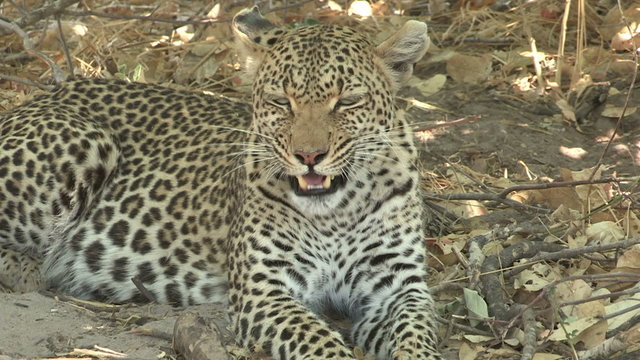 Portrait of leopard lying on ground and looking around