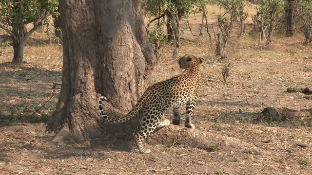 Leopard at base of tree and then climbing into tree