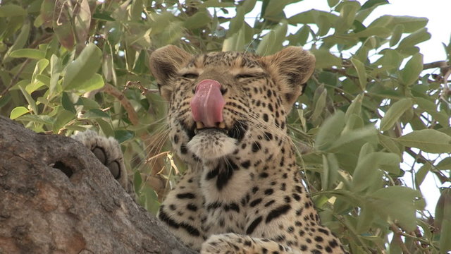 Tight shot of leopard lying on branch of a tree
