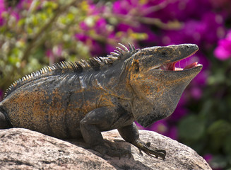 Green Iguana (Iguana iguana) sunning on a rock