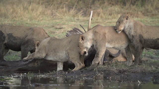 Lion pride feeding on buffalo carcass