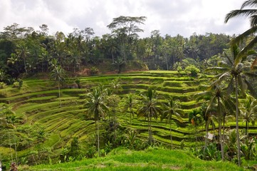 Fototapeta na wymiar Tegallalang Rice Terraces
