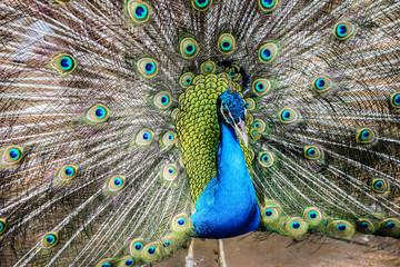 Elegant Peacock is showing beautiful tail