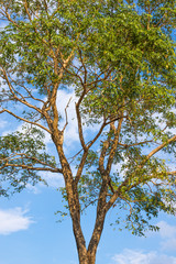 The trees with sky background