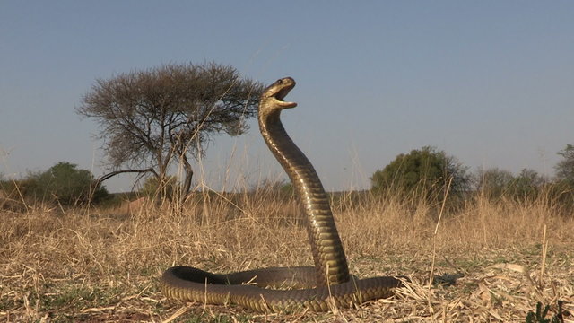Snouted cobra with spread hood in aggressive posture
