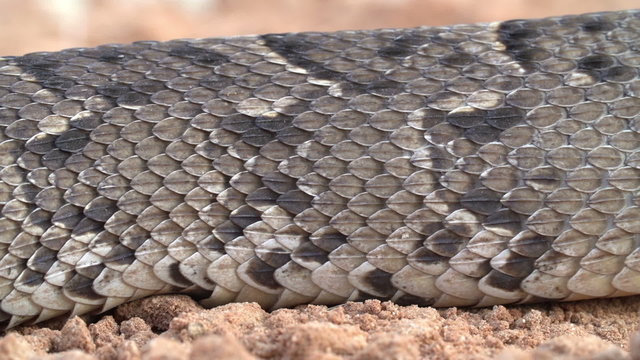 Close-up of puff adder showing rectilinear locomotion moving caterpiller like over the ground
