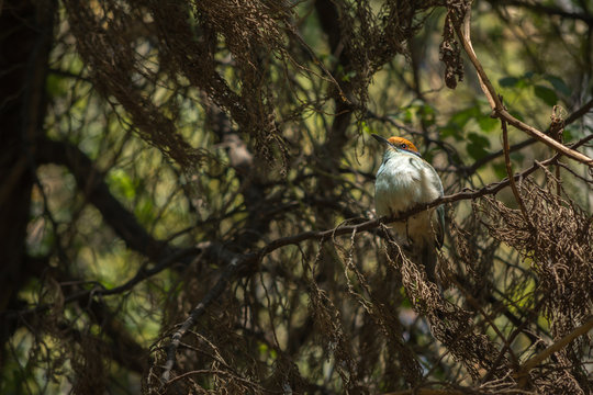 El p&aacute;jaro est&aacute; parado en la rama del &aacute;rbol.