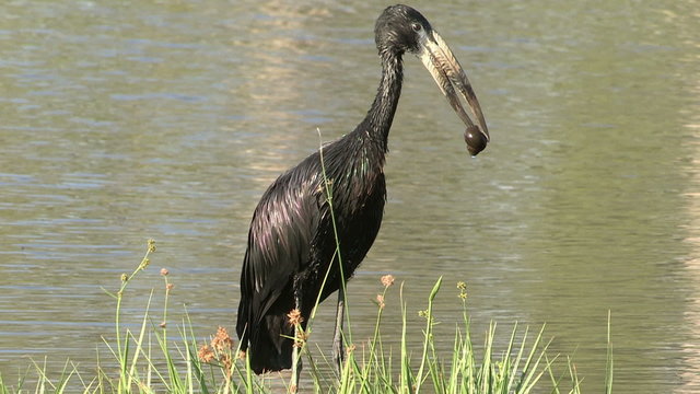 Open billed stork showing distinct bill shape and holding its prey
