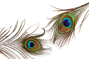 A peacock feather background.