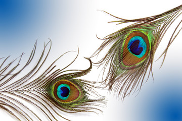 A peacock feather background.