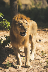 Fototapeta na wymiar Big lion