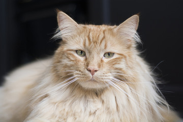 Orange Maine Coon cat on black 
