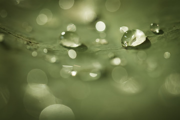 dew drop on leaf