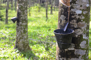 Rubber tree in Malaysia