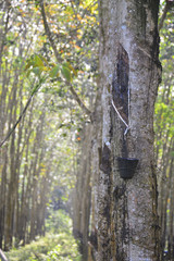 Rubber tree in Malaysia