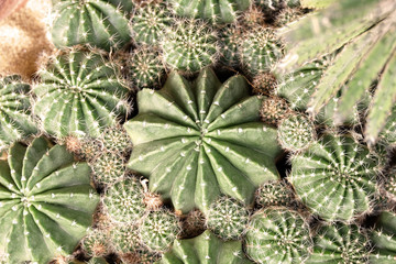 Fototapeta premium the center in the frame (Selected focus) of green cactus with ot